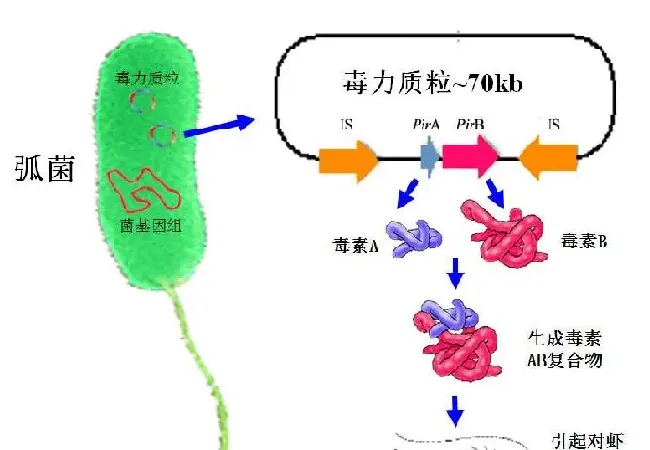 南美白对虾急性肝胰腺坏死症/病（AHPNS/AHPND）