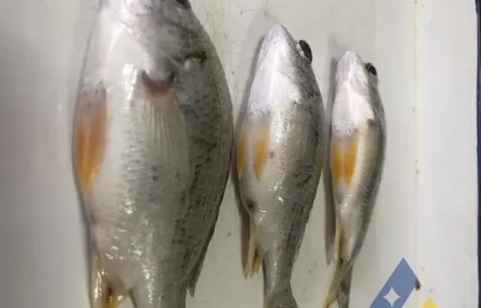 [每周一例]黄鳍鲷鱼种过塘应激，败血症增加死亡