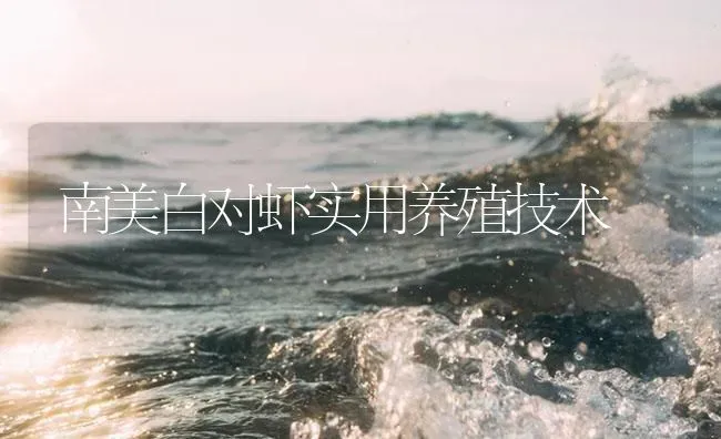 南美白对虾实用养殖技术 | 海水养殖