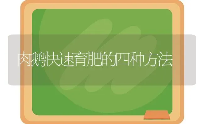 肉鹅快速育肥的四种方法 | 家禽养殖