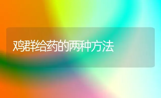 鸡群给药的两种方法 | 养殖病虫害防治