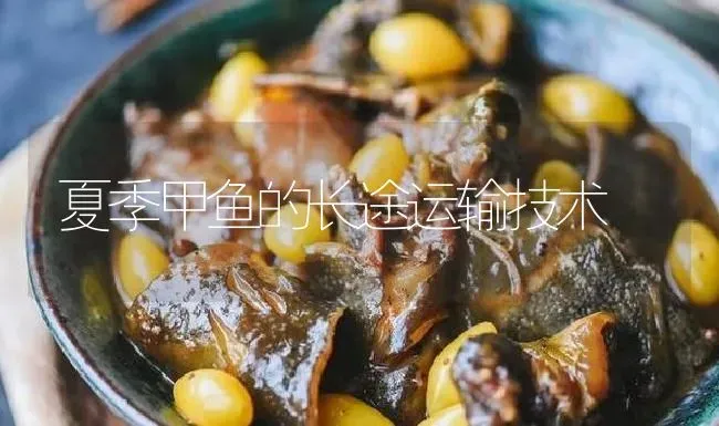 夏季甲鱼的长途运输技术 | 淡水养殖