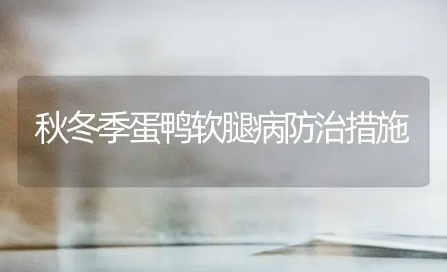秋冬季蛋鸭软腿病防治措施 | 家禽养殖