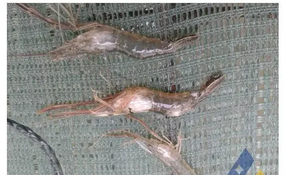 青虾头胸甲发白一例