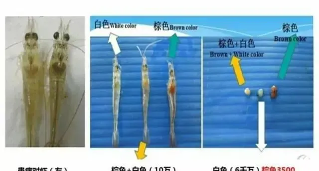 南美白对虾转肝期的养殖管理