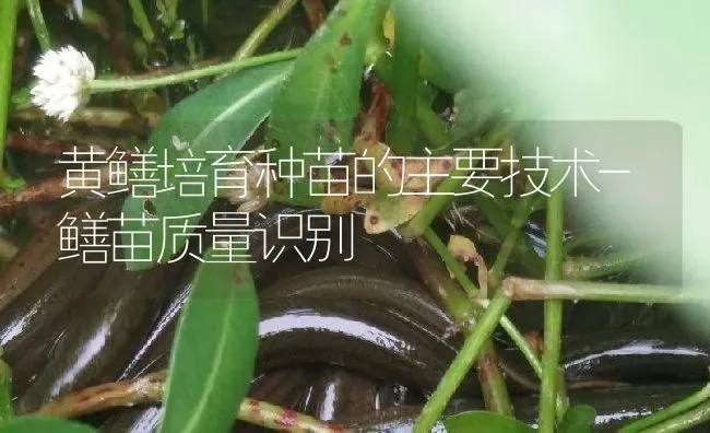 黄鳝培育种苗的主要技术-鳝苗质量识别 | 淡水养殖