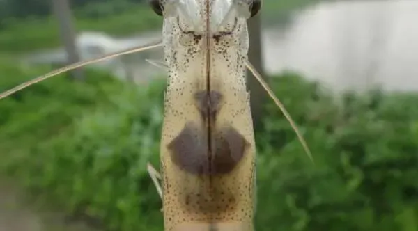 如何处理南美白对虾蜕壳困难？