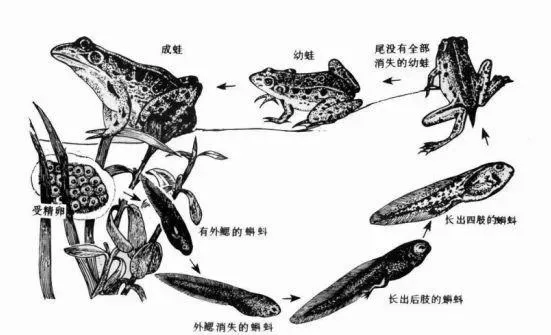 探讨黑斑蛙人工养殖的前世今生及未来，从了解它的自然生态习性和生理结构特点开始