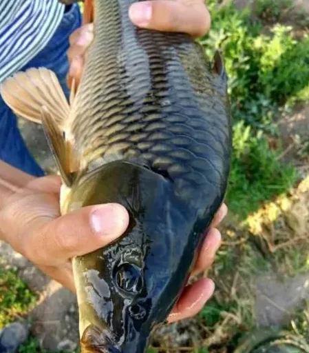 鲤鱼疱疹病毒来袭，提高鱼体免疫力是关键
