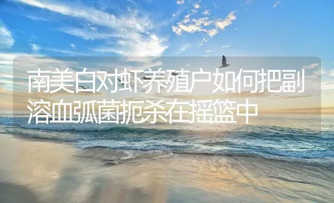 南美白对虾养殖户如何把副溶血弧菌扼杀在摇篮中 | 海水养殖