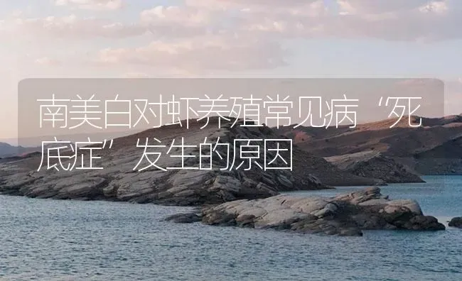 南美白对虾养殖常见病“死底症”发生的原因 | 海水养殖
