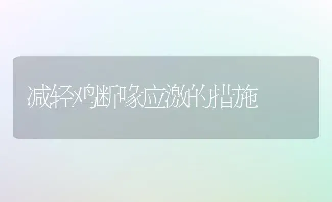 减轻鸡断喙应激的措施 | 家禽养殖