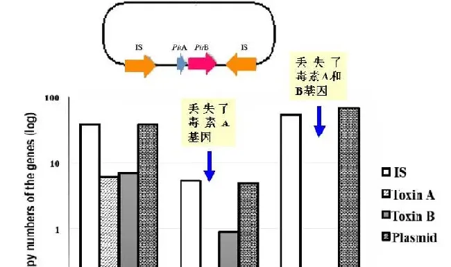 南美白对虾急性肝胰腺坏死症/病（AHPNS/AHPND）