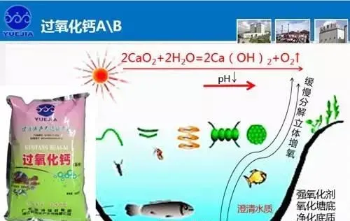 南美白对虾养殖户如何应对高温天气的侵袭