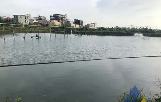[每周一例]黄鳍鲷鱼种过塘应激，败血症增加死亡