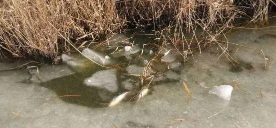 东北地区越冬前池塘投喂管理与水质调控