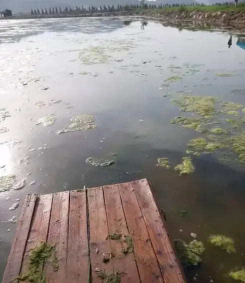 虾蟹蛏混养池塘中青苔处理建议