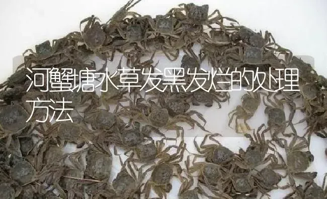 河蟹塘水草发黑发烂的处理方法 | 淡水养殖