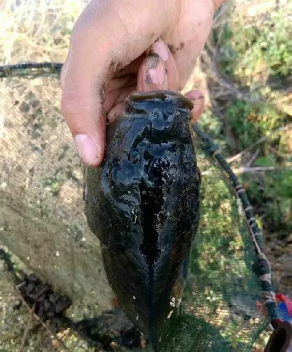 鲤鱼疱疹病毒来袭，提高鱼体免疫力是关键