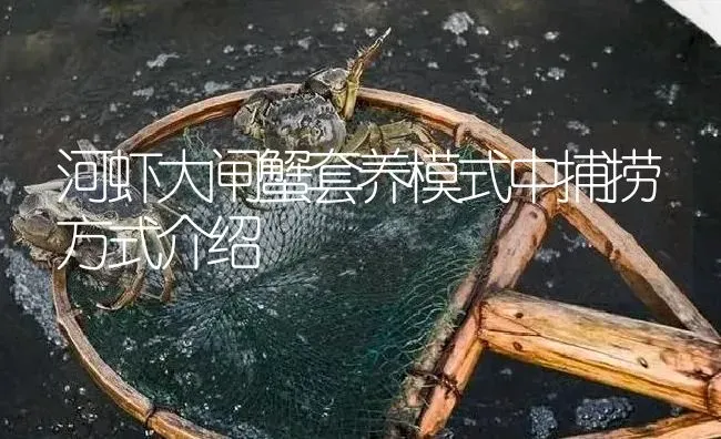 河虾大闸蟹套养模式中捕捞方式介绍 | 淡水养殖