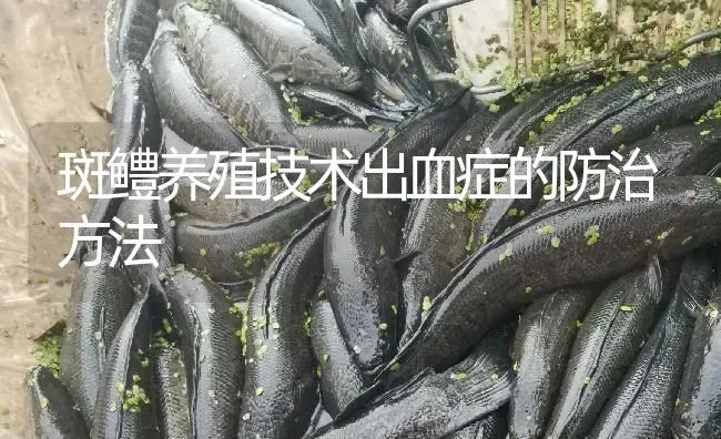 斑鳢养殖技术出血症的防治方法 | 淡水养殖