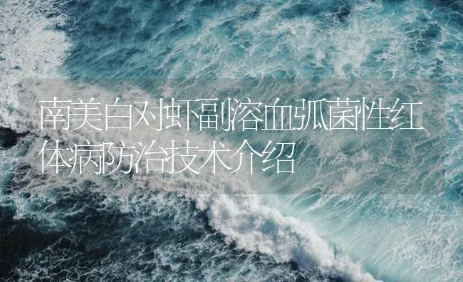南美白对虾副溶血弧菌性红体病防治技术介绍 | 海水养殖