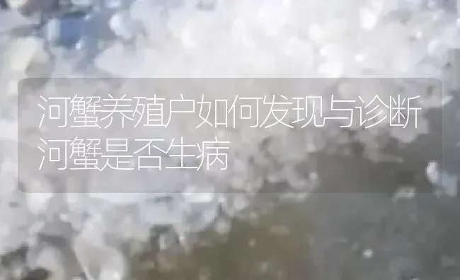 河蟹养殖户如何发现与诊断河蟹是否生病 | 淡水养殖