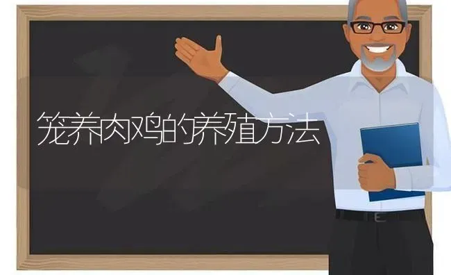 笼养肉鸡的养殖方法 | 家禽养殖