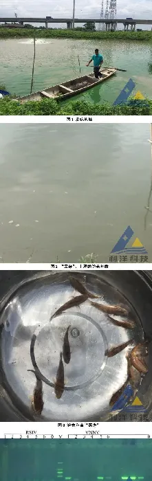 笋壳鱼鱼苗发生神经坏死病毒病