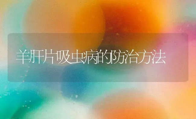 羊肝片吸虫病的防治方法 | 家畜养殖