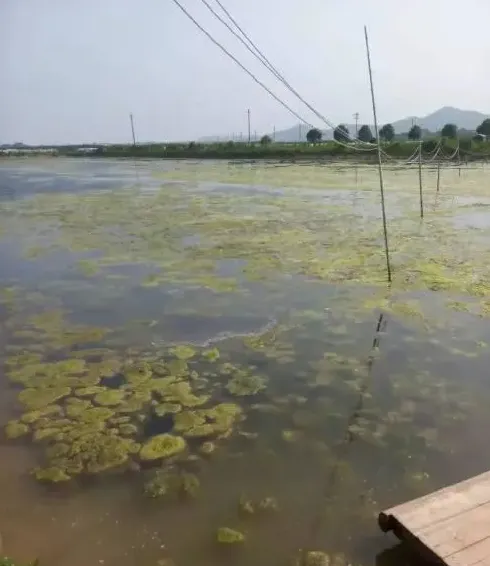 虾蟹蛏混养池塘中青苔处理建议