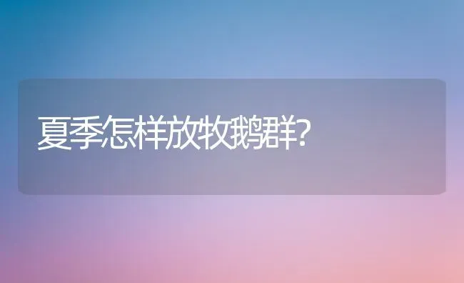 夏季怎样放牧鹅群？ | 家禽养殖