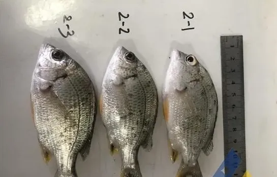 [每周一例]黄鳍鲷鱼种过塘应激，败血症增加死亡