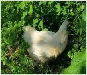 乌鸡坏死性肠炎 | 动物养殖资料