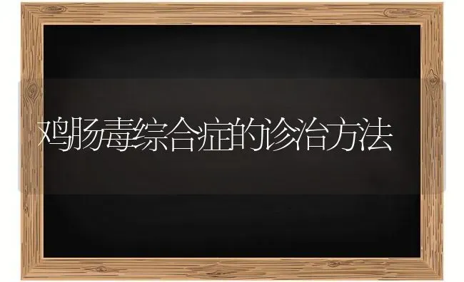 鸡肠毒综合症的诊治方法 | 家禽养殖