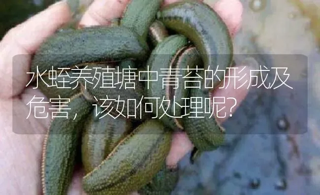 水蛭养殖塘中青苔的形成及危害，该如何处理呢？ | 特种养殖