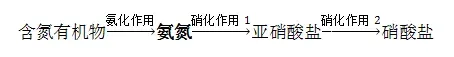 水生动物氨氮、亚硝酸盐中毒死亡频发，但盲目心急也于事无补，快来看正确的解决方案