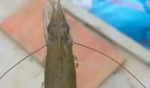 南美白对虾发病有哪些症状？