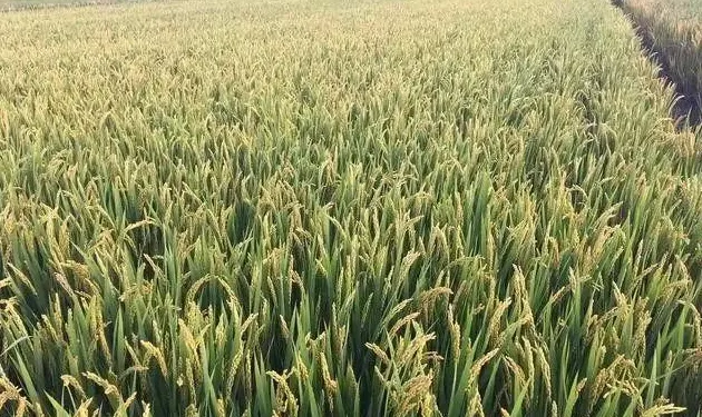 9月份虾稻田技术管理要点