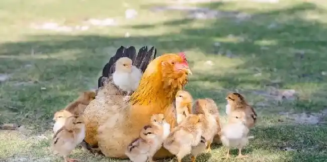 雏鸡脐炎和卵黄炎有什么区别？怎么治疗好 | 养殖知识