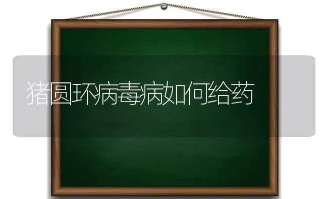 猪圆环病毒病如何给药 | 养殖病虫害防治