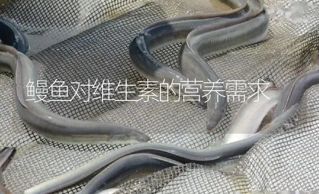 鳗鱼对维生素的营养需求 | 淡水养殖