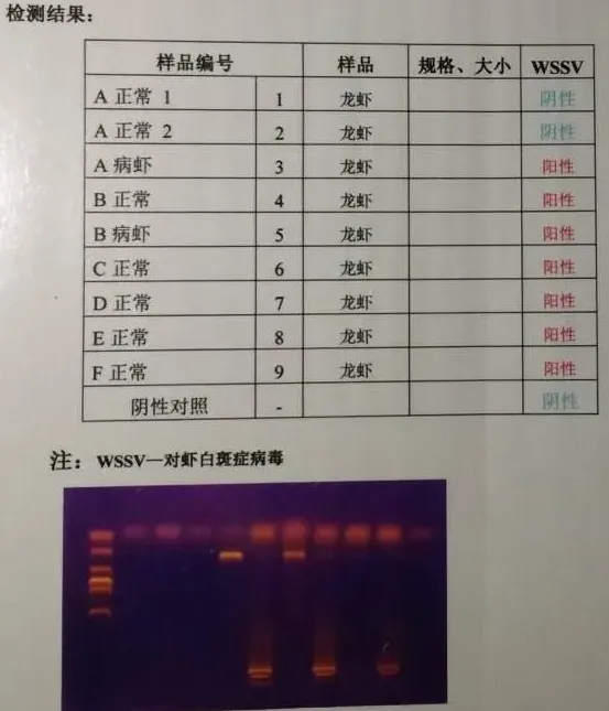 火爆的河蟹小龙虾混养模式，存在诸多问题