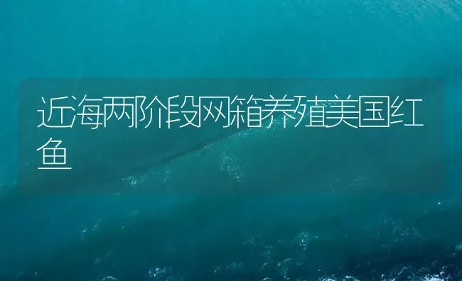 近海两阶段网箱养殖美国红鱼 | 海水养殖