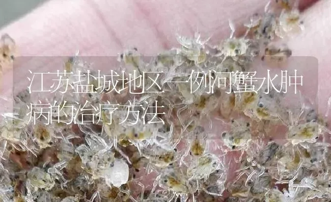 江苏盐城地区一例河蟹水肿病的治疗方法 | 淡水养殖