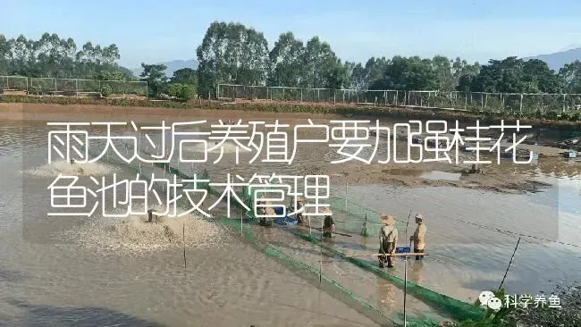 雨天过后养殖户要加强桂花鱼池的技术管理 | 淡水养殖