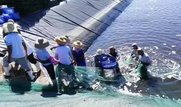 南美白对虾高位池养殖的弧菌控制案例分享