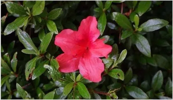 春季杜鹃种植管理要点 | 动物养殖知识