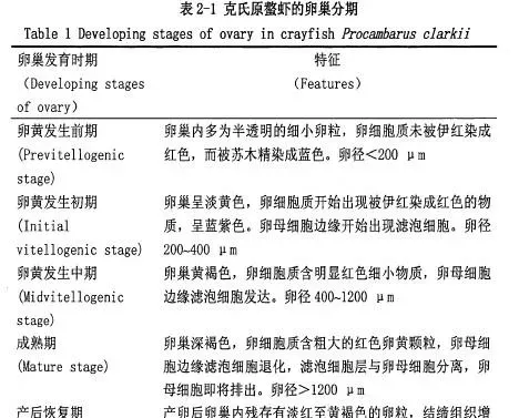 克氏原螯虾卵巢发育的研究