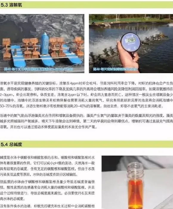 南美白对虾养殖户如何做好水质管理工作